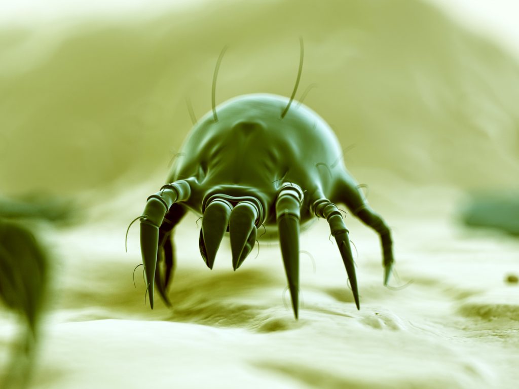 Bed Bugs